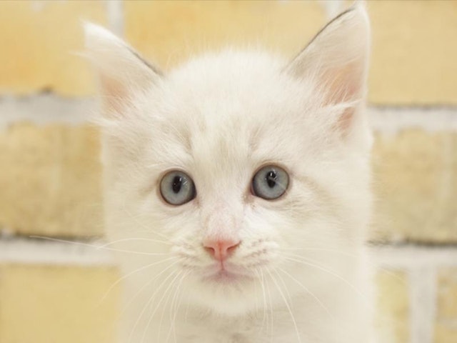 広島県のラグドール (ペッツワン広島LECT店/2024年3月18日生まれ/男の子/ブルーポイントバイカラー)の子猫